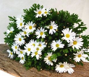 ANTHEMIS Italie